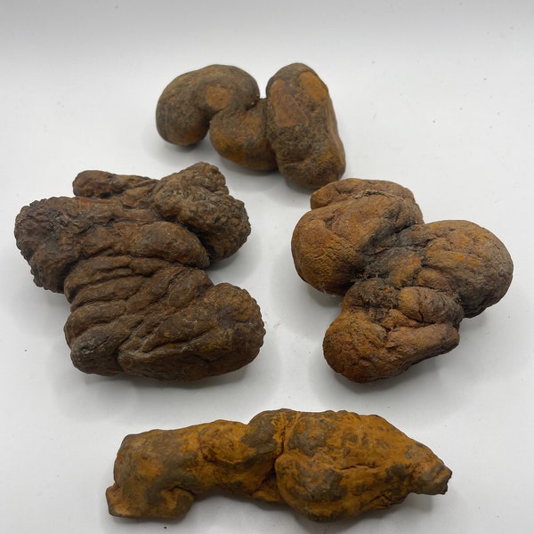 PNW Coprolite - Petrified Poop - 4 Pieces