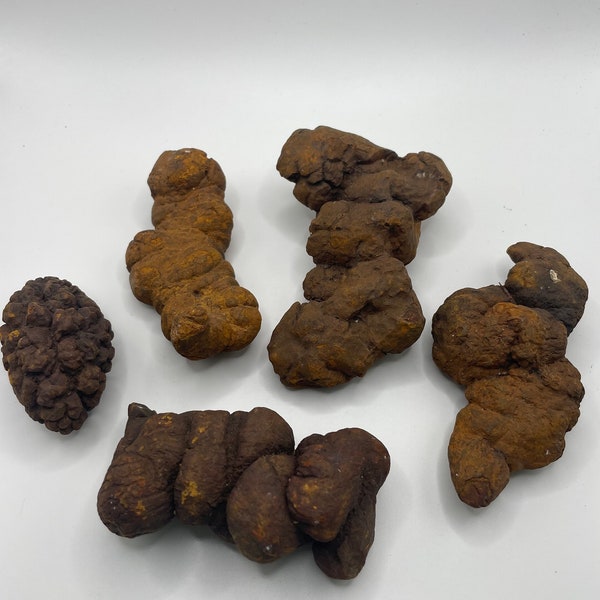 PNW Coprolite - petrified poop - 5 Pieces