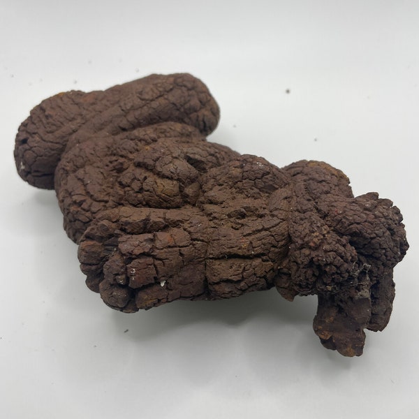 PNW Coprolite - Petrified Poop