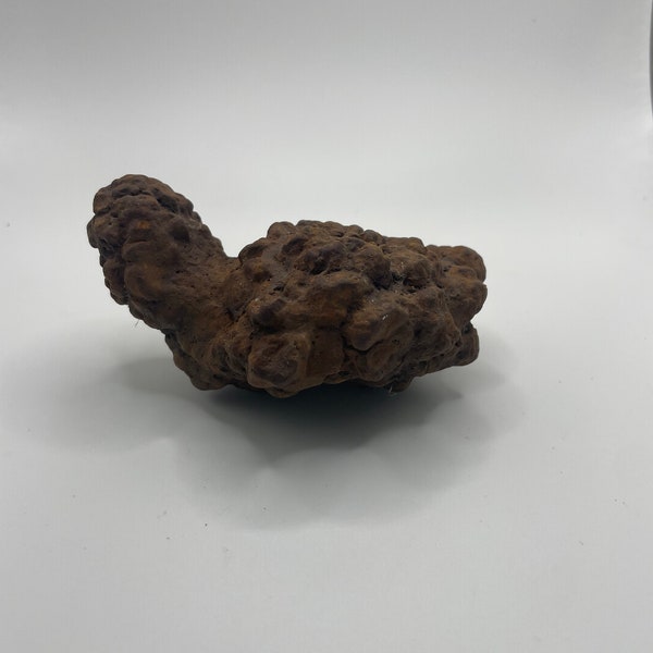 PNW Coprolite - Petrified Poop - unique shape
