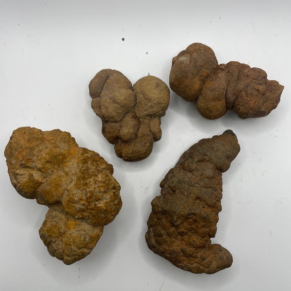 PNW Coprolite - Petrified Poop - 4 Pieces