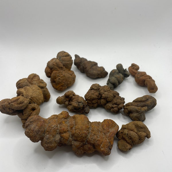 PNW Coprolite - Petrified Poop - 10 pieces