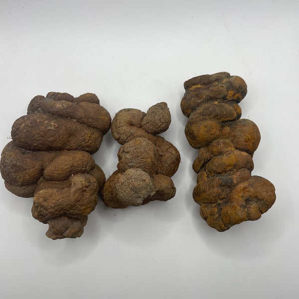 PNW Coprolite - Petrified Poop - 3  Pieces