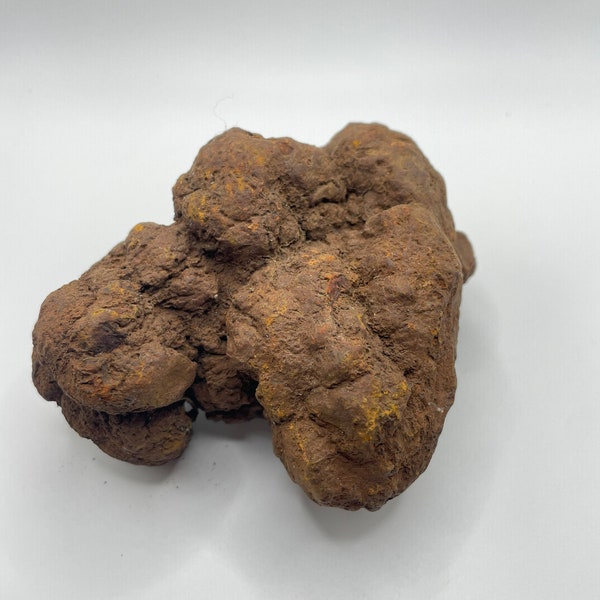 PNW Coprolite - Petrified Poop