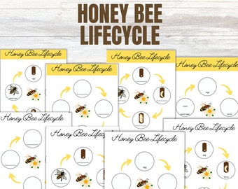 Ciclo de Vida da Abelha - Kit para Imprimir | Metamorfose Educacional (Download Instantâneo)