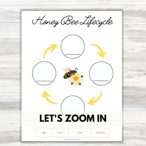 HONEYBEE LIFECYCLE PRINTABLE | 8 Pages Color | Metamorphosis Printable ...
