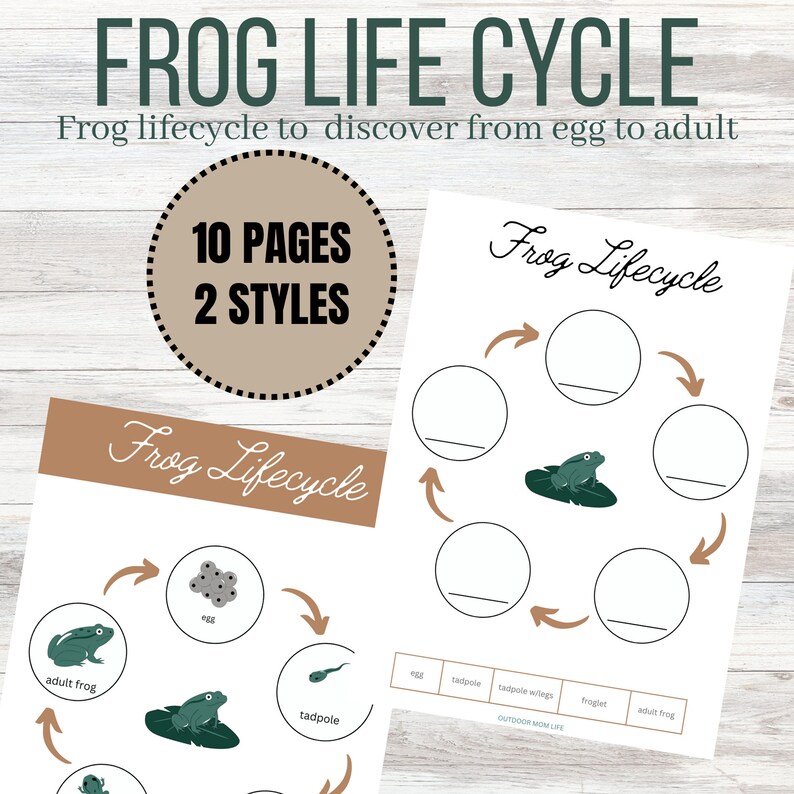 FROG LIFECYCLE PRINTABLE | 10 Color Pages | Frog Printable ...
