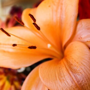 May include: A close-up of a single orange lily flower with visible pollen and a blurred background.