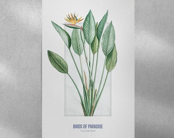Bird of Paradise Illustration | Bird of Paradise Art | Botanical Art | Bird of Paradise Print | Tropical Decor | Flower Art | Flower Decor