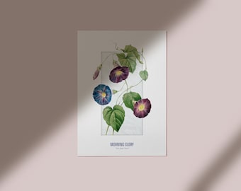 Morning Glory Illustration | Morning Glory Wall Art | Botanical Art | Morning Glory Print | Purple Flower Artwork | Bloom Decor | Flower Art