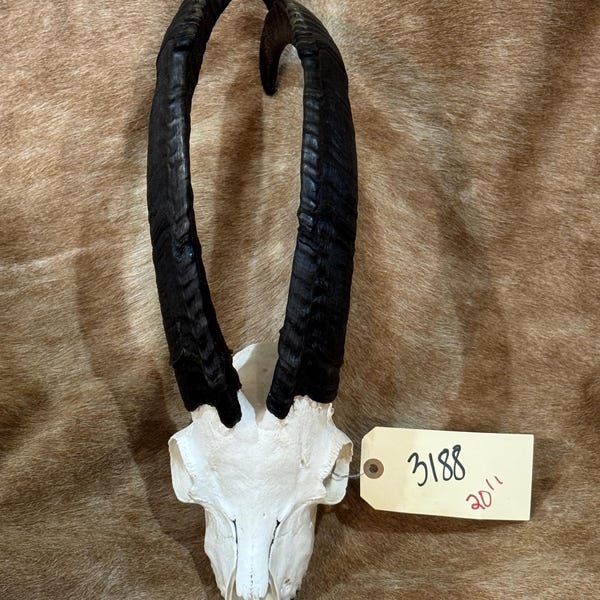 Nice small goat skull, 20”, man cave, lodge decor, crafts, oddities, taxidermy  FREE SHIPPING (3188)
