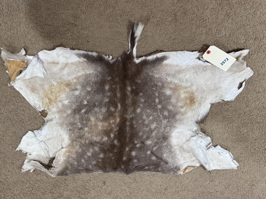 Nice Soft Half Fallow Deer Hide. Priced to Sell, Nice Looking Hide ...