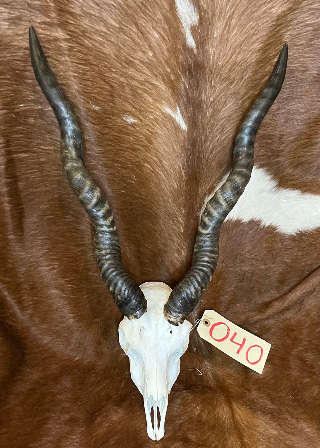 16.5 Blackbuck European Real Skull Taxidermy Mount Man Cave Etsy