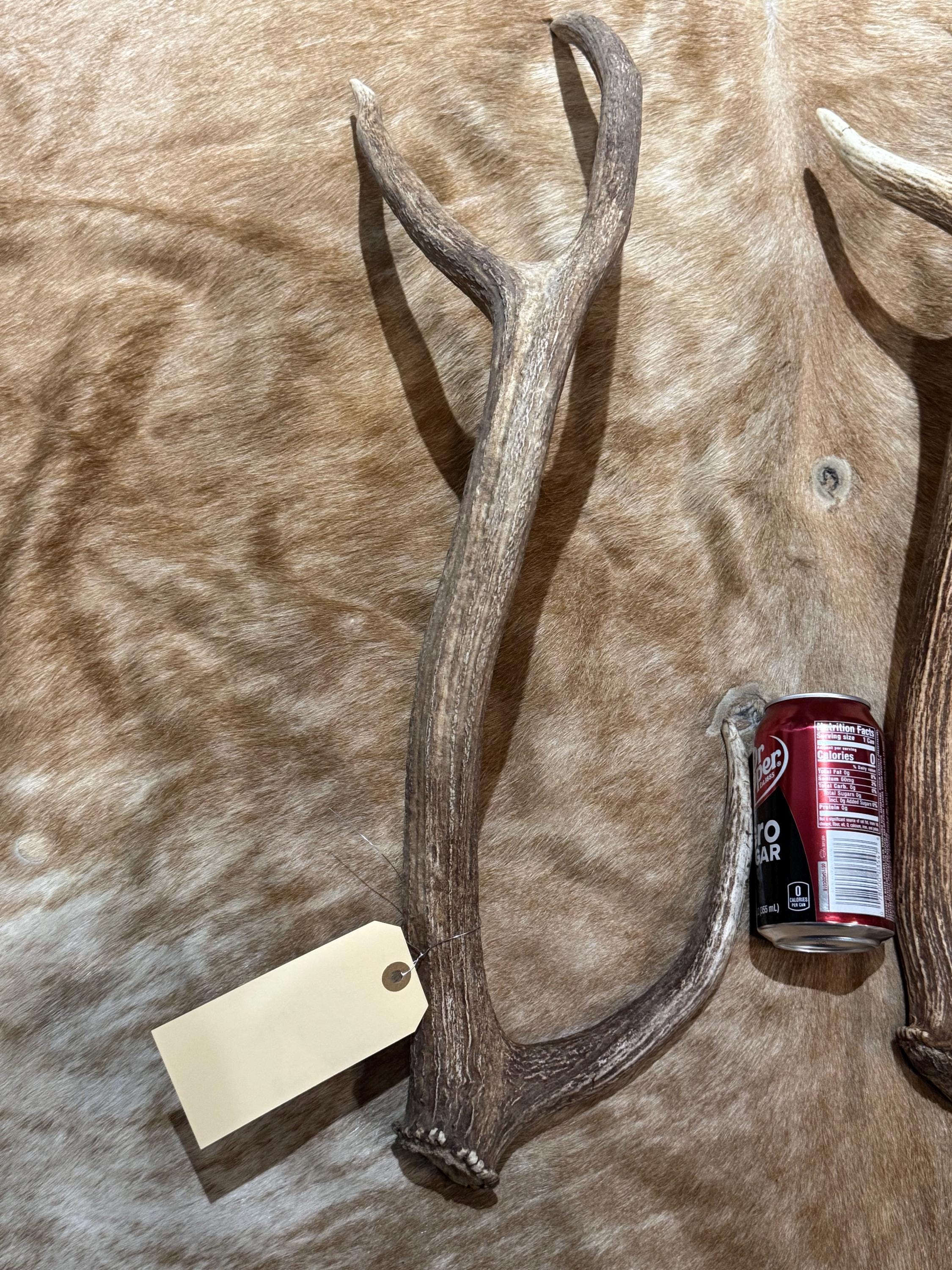 Nice Set of Axis Sheds Fallow Axis, Red Deer Taxidermy Horns Antlers ...