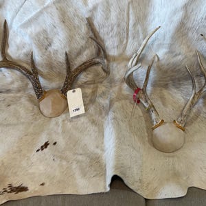 May include: Two sets of deer antlers, each mounted on a light-colored base. One set has a price tag with the number 1390. The antlers are a natural brown color, with multiple points. The background is a cowhide rug.