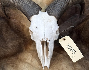 Nice small Audad sheep skull, NATURE CLEANED man cave, lodge decor, crafts, oddities, taxidermy  FREE Shipping (3205)