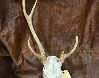 Freak unique Axis skull, antlers mount, taxidermy, European mount, man cave lodge decor,  (3110)