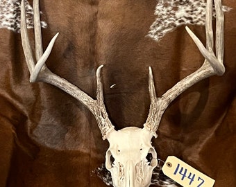 8 point Whitetail  skull huge brow tines excellent shape, mount, nice set of horns taxidermy, man cave, lodge decor  (1447)