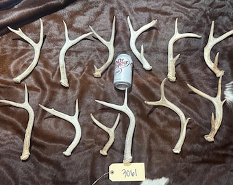 Lot Of 11 Whitetail Sheds, Mount, Taxidermy, Horns, Antlers, bone outdoors  (3061)