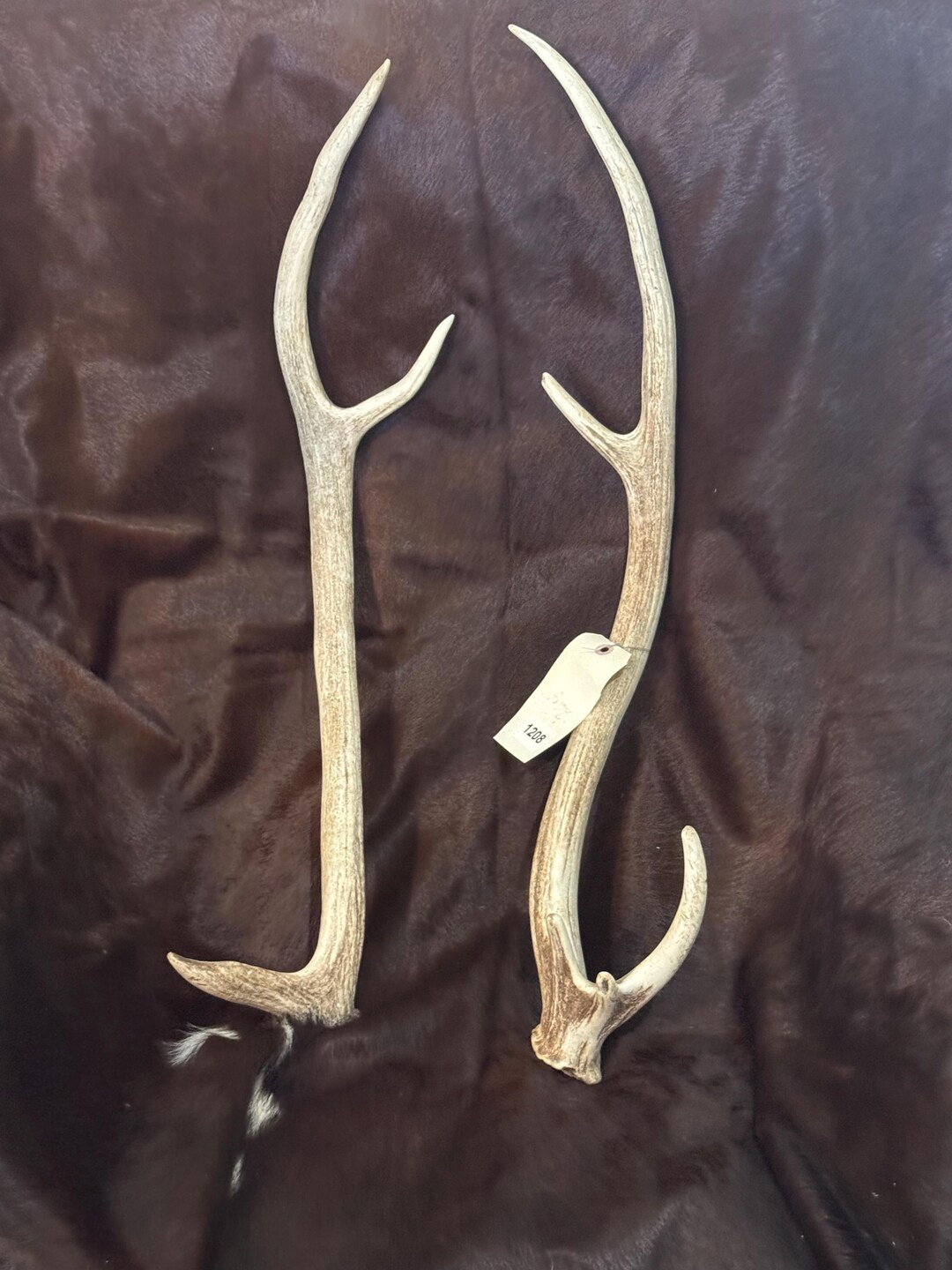 Fallow Red Lot of 2 Axis Sheds Fallow Red Deer Taxidermy Horns Antlers Bone (1208 ...