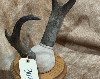 Pronghorn Antelope European skull cap on plaque taxidermy mount man cave lodge decor horns (3036)