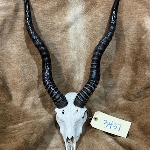 May include: An animal skull with two long, curved, dark brown, ridged horns extending upward. A light-colored rectangular tag is attached to the skull, featuring the handwritten blue ink text 3437 and the small printed text 16 inches.