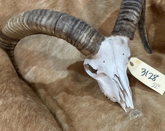 Nice 22” Ram Skull cap nature clean Taxidermy cleaned Sheep Mount Antlers Horns Man Cave, wildlife, European  FREE SHIPPING (3128)