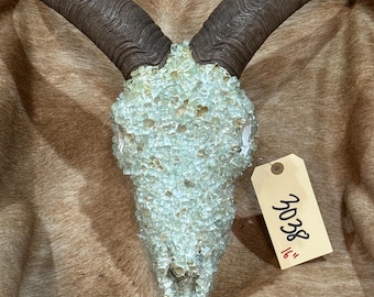 Audad skull, longhorn, sheep, with bling, crystals, decor, western, (3038)