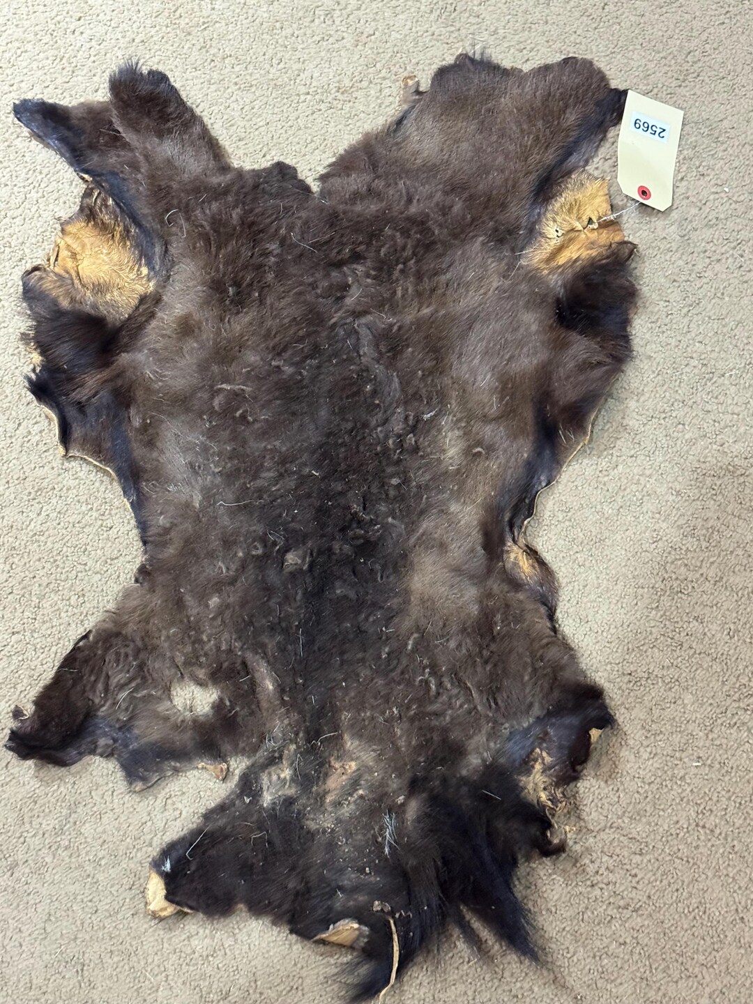 Older Sheep Hide. Priced to Sell, Nice Looking Hide. Soft Hide ...