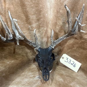 May include: A deer skull with large, textured, light brown antlers. The skull is painted a solid, glossy black. A small, rectangular, off-white paper tag is attached to the skull, featuring the handwritten black ink number 3326.