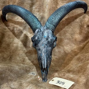 May include: A detailed image of a goat skull with large, curved horns. The skull is painted in shades of gray and blue, with a textured appearance. A small tag with the numbers "3105" is attached. The background is a brown, textured surface.