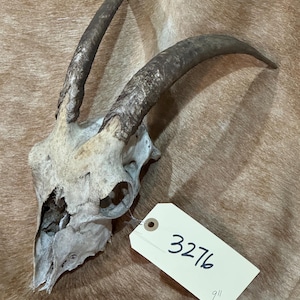 Small nature cleaned Goat skull taxidermy, mount, wildlife man cave oddity (3276)