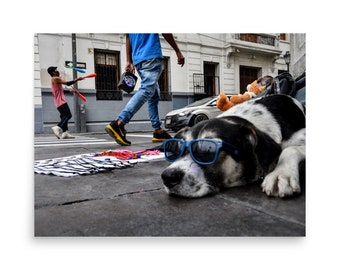 Street Dog with Sunglasses - Print Poster