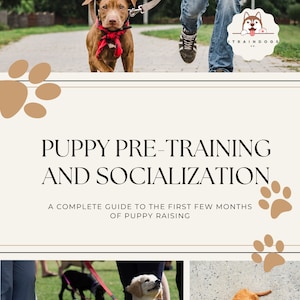 Puede incluir: Una guía para el pre-entrenamiento y la socialización de cachorros, con un cachorro marrón con una correa, un cachorro golden retriever sentado y un cachorro marrón mirando hacia arriba a la cámara.