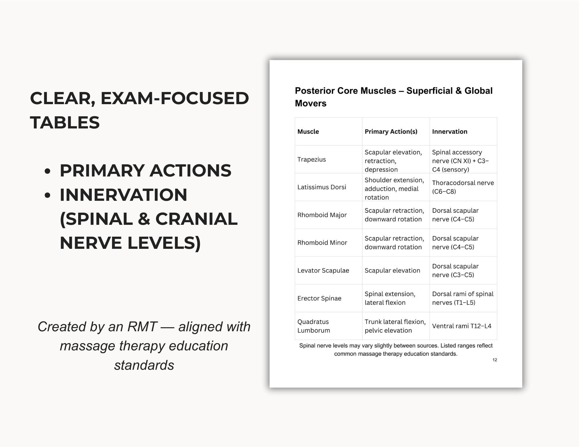 Massage Therapy Anatomy Study Guide | Muscle Charts (PDF) - Etsy