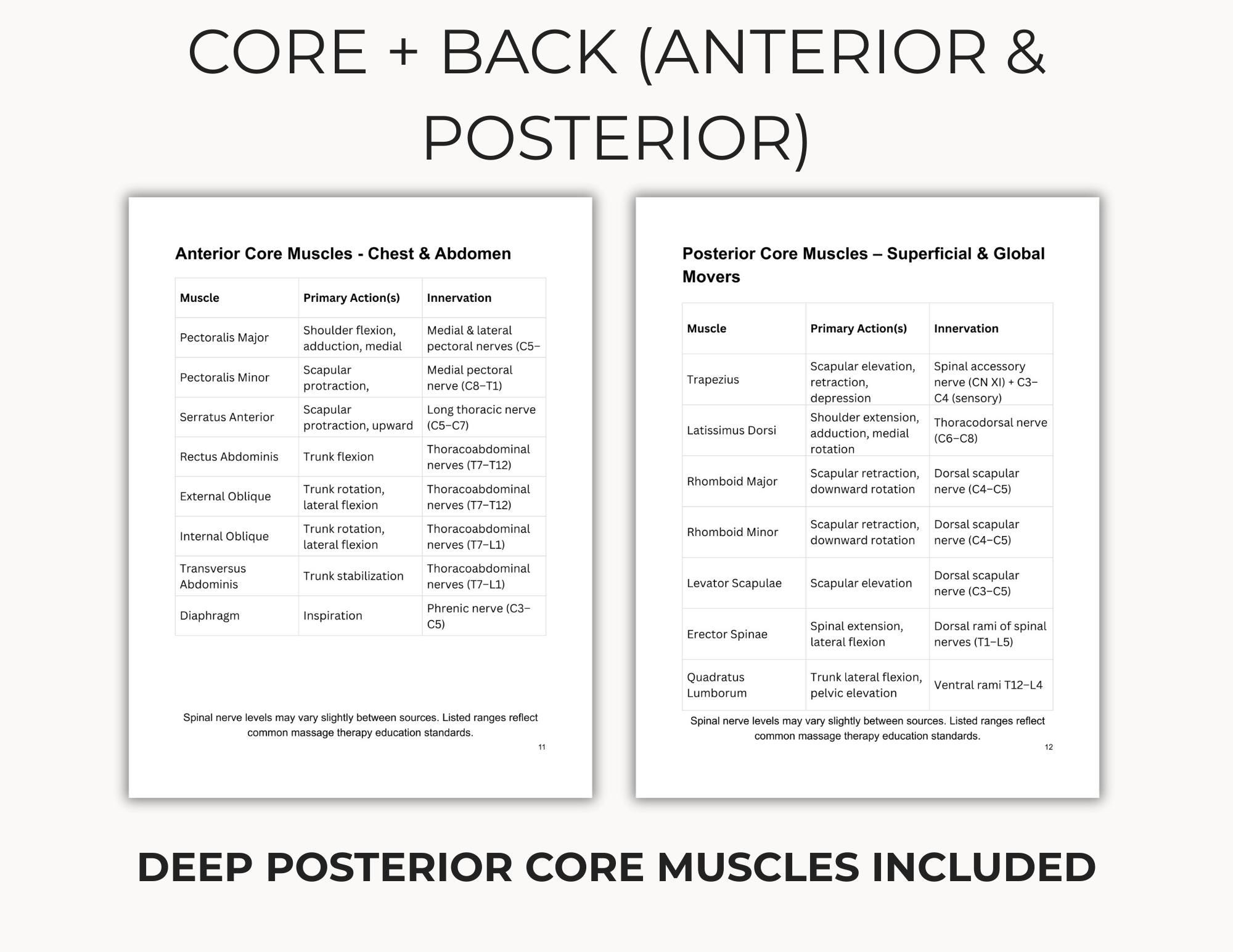 Massage Therapy Anatomy Study Guide | Muscle Charts (PDF) - Etsy