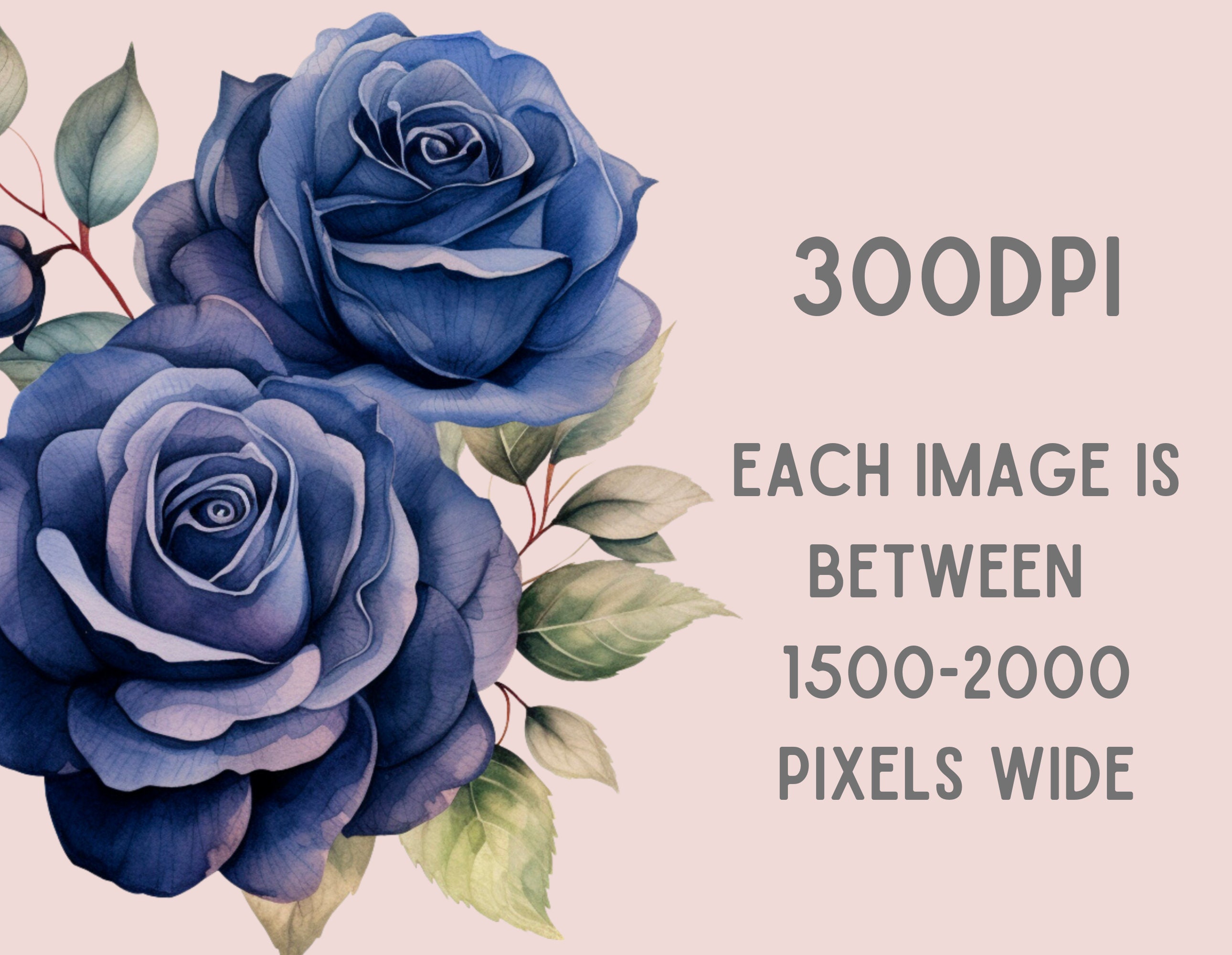 Watercolour Dark Blue Rose Clipart Navy Blue Flower Graphics PNG