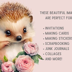 May include: A watercolor illustration of a cute hedgehog with brown fur and black eyes, surrounded by pink roses. The text "THESE BEAUTIFUL IMAGES ARE PERFECT FOR: INVITATIONS, MAKING CARDS, MAKING STICKERS, SCRAPBOOKING, JUNK JOURNALS, COLLAGES AND MORE!" is written in black text on a light pink background.