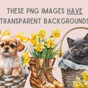 May include: A brown and white puppy sits in a wicker basket with yellow daffodils. A gray kitten sits in a wicker basket with yellow daffodils. Both baskets are on a pink background.