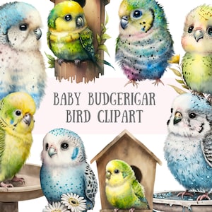 Watercolour Baby Budgerigar Clipart - Spring Bird PNG Digital Image Downloads for Card Making, Scrapbook, Junk Journal Paper Crafts