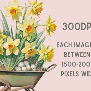 May include: A vintage-style illustration of a wheelbarrow filled with yellow daffodils and white eggs. The wheelbarrow is on a pink background with the text "300DPI EACH IMAGE IS BETWEEN 1500-2000 PIXELS WIDE".