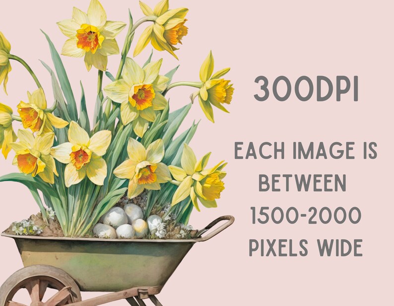 May include: A vintage-style illustration of a wheelbarrow filled with yellow daffodils and white eggs. The wheelbarrow is on a pink background with the text "300DPI EACH IMAGE IS BETWEEN 1500-2000 PIXELS WIDE".