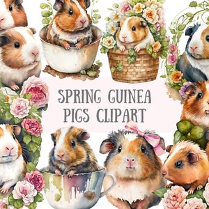 Aquarell Frühling Meerschweinchen Clipart - Ostern, Hamster PNG digitale Bild-Downloads für die Kartenherstellung, Scrapbook, Junk Journal, Papierhandwerk