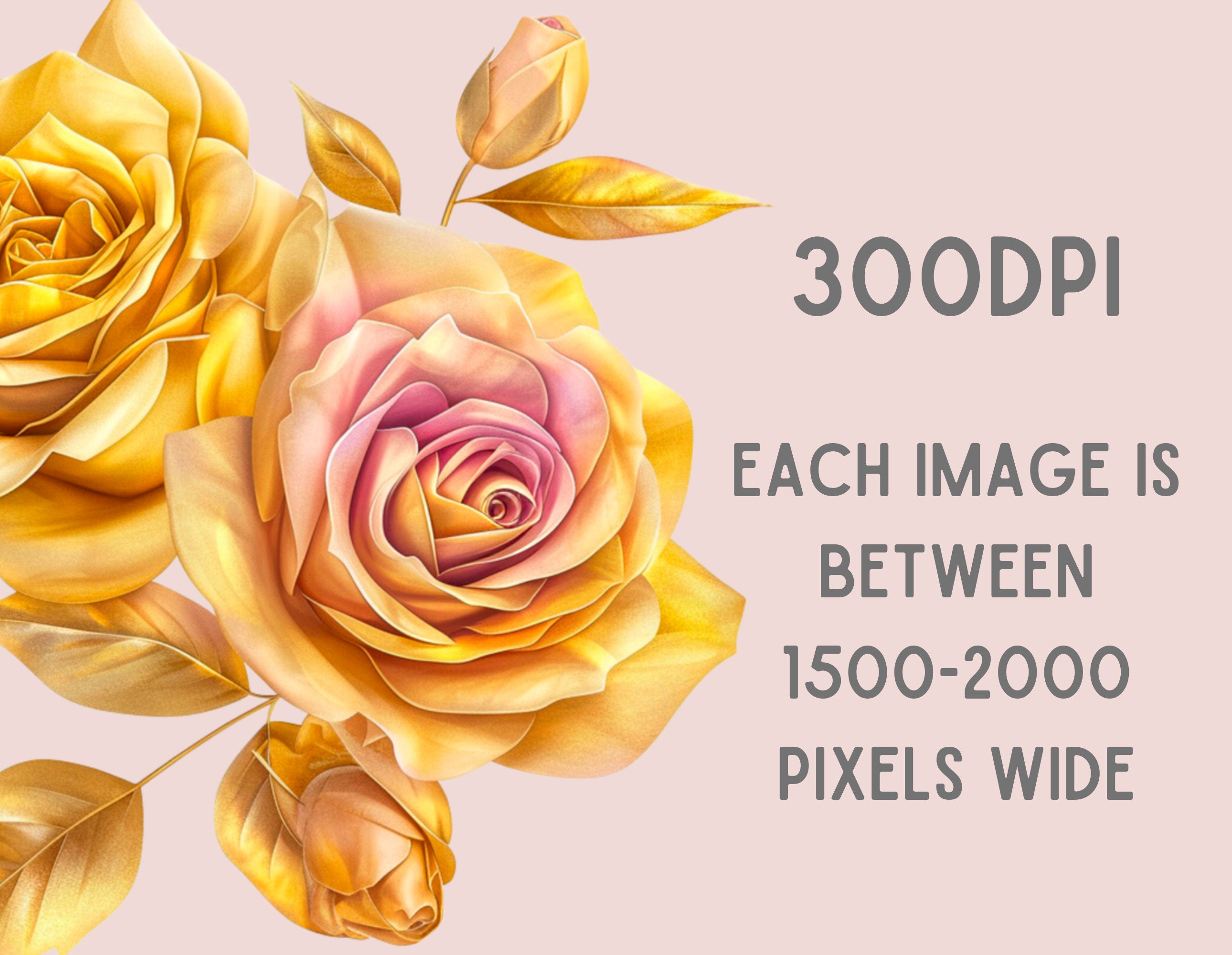 Watercolour Pink and Gold Rose Clipart Flower Floral Bouquet PNG ...