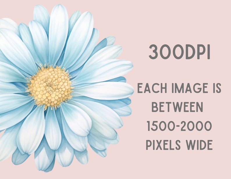 May include: A close-up of a light blue daisy with a yellow center. The image is 300 DPI and each image is between 1500-2000 pixels wide.