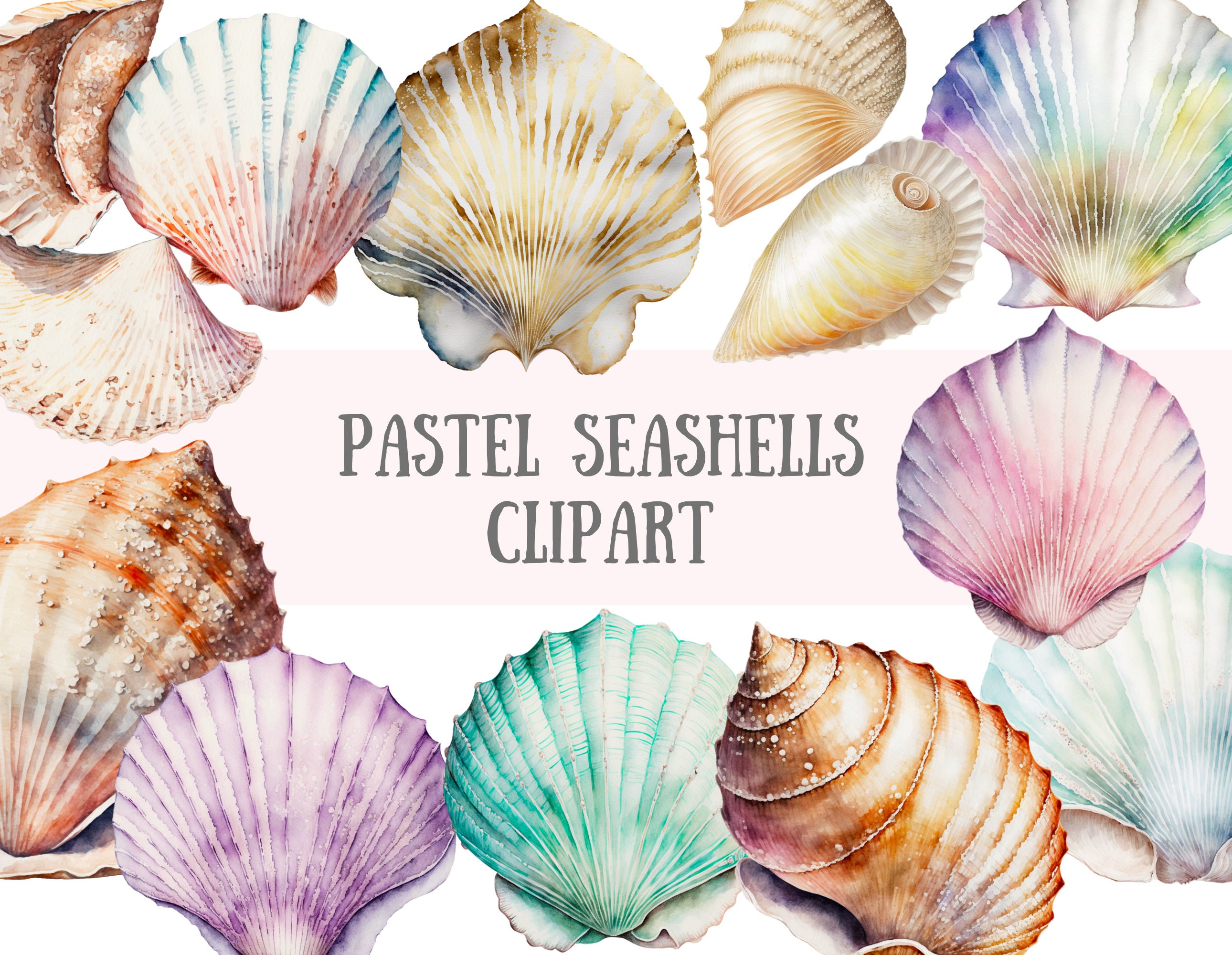 Bay Seashell Template