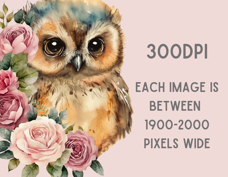 May include: A watercolor painting of an owl with large brown eyes, surrounded by pink roses. The text "300DPI EACH IMAGE IS BETWEEN 1900-2000 PIXELS WIDE" is in the background.