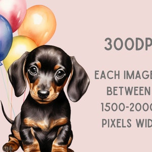 May include: A black and brown dachshund puppy with big brown eyes sits in front of a cluster of colorful balloons. The balloons are red, yellow, blue, and orange.