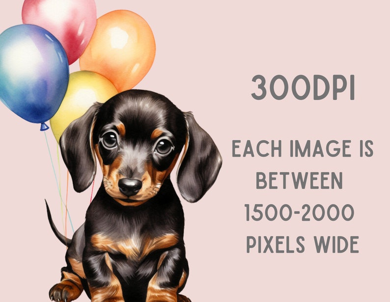 May include: A black and brown dachshund puppy with big brown eyes sits in front of a cluster of colorful balloons. The balloons are red, yellow, blue, and orange.
