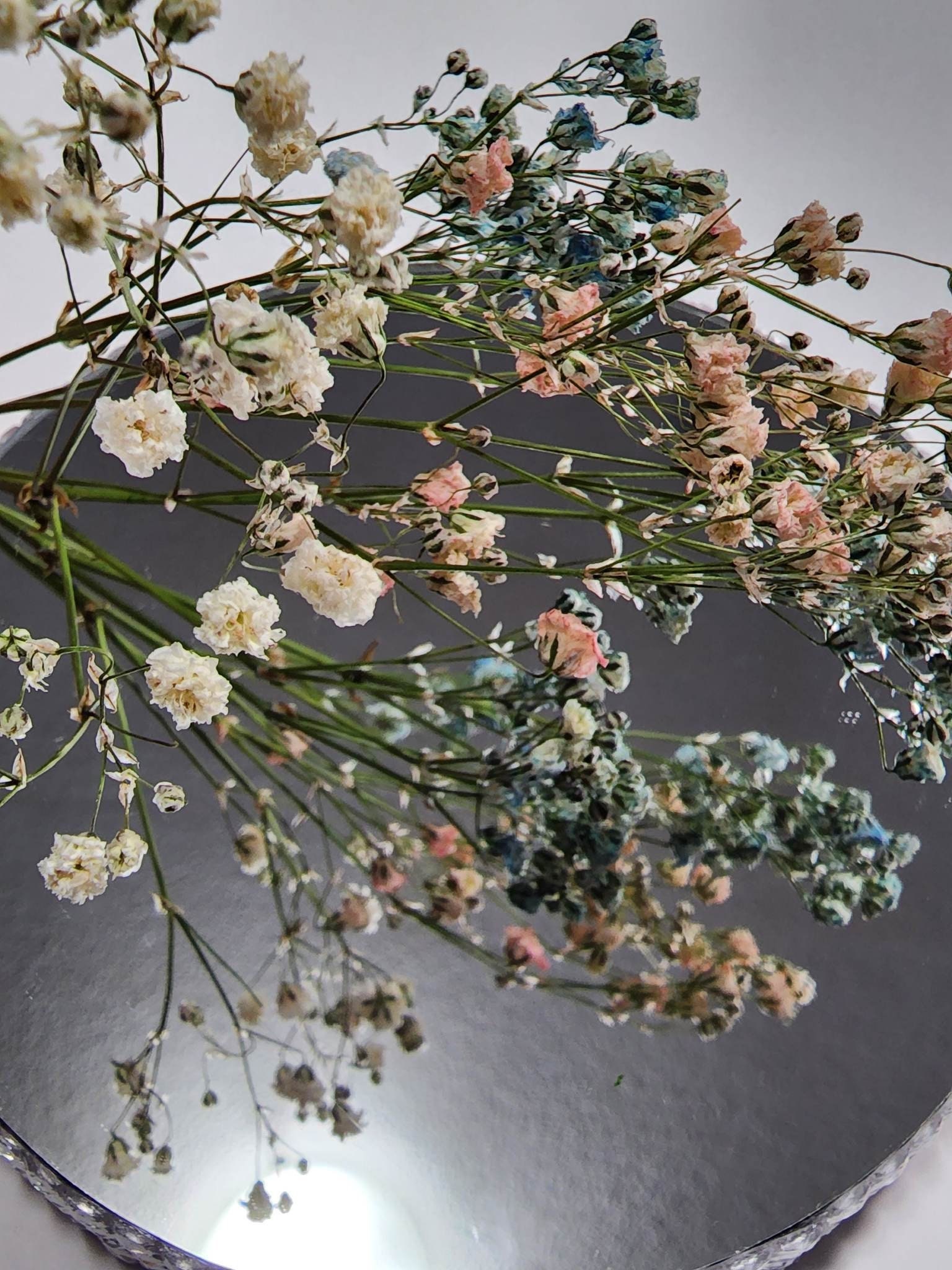 13+ Colored Baby'S Breath